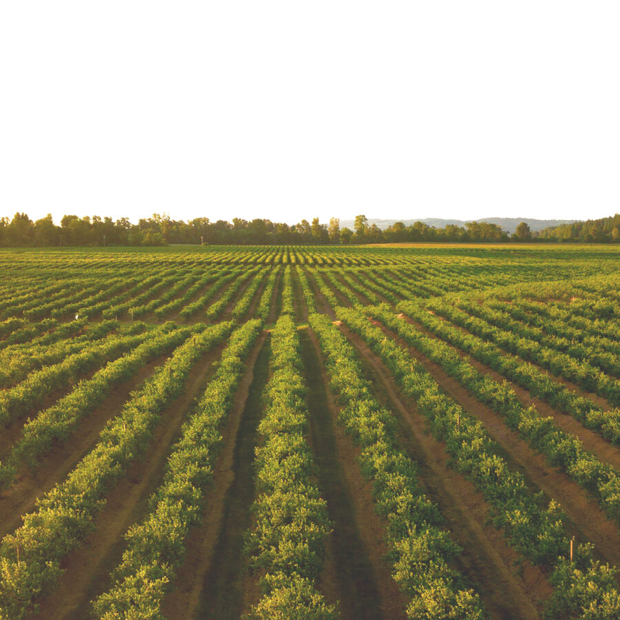 sostenibilidad_modulo_bg